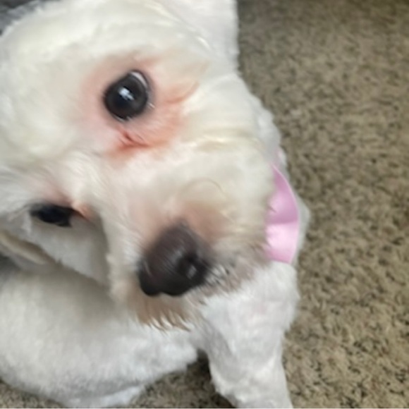 Meet your Posher, Ava - Picture 1 of 1